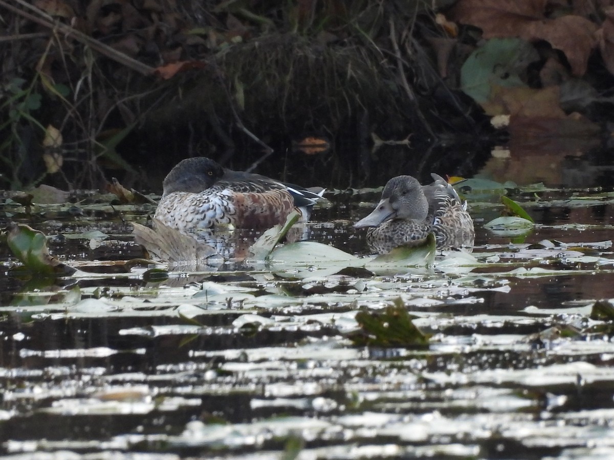 Mestolone - ML644834059