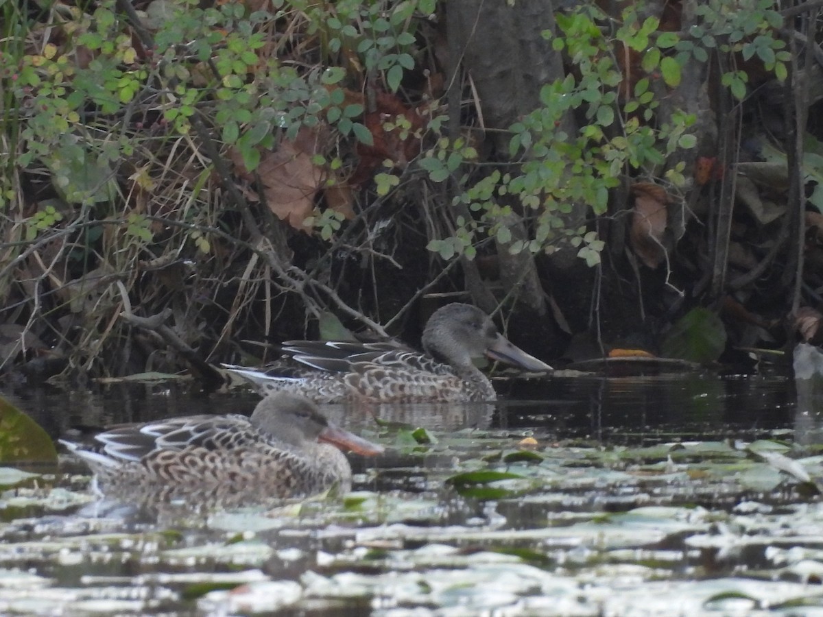 Mestolone - ML644834060