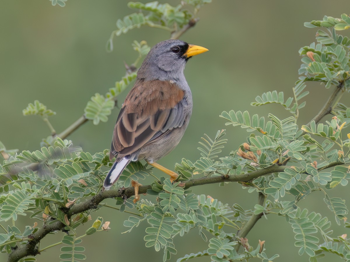 Little Inca-Finch - Incaspiza watkinsi - Birds of the World