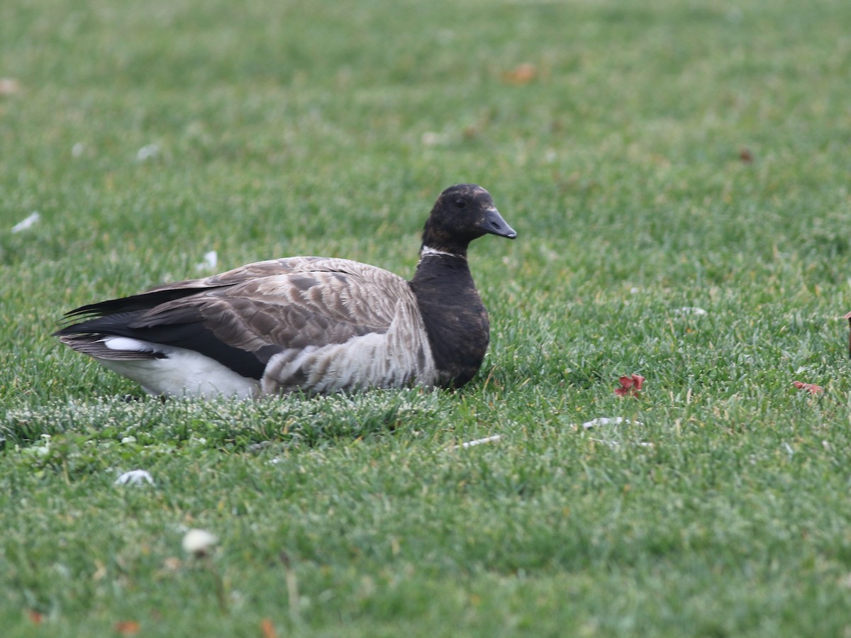 Brant - ML644834089