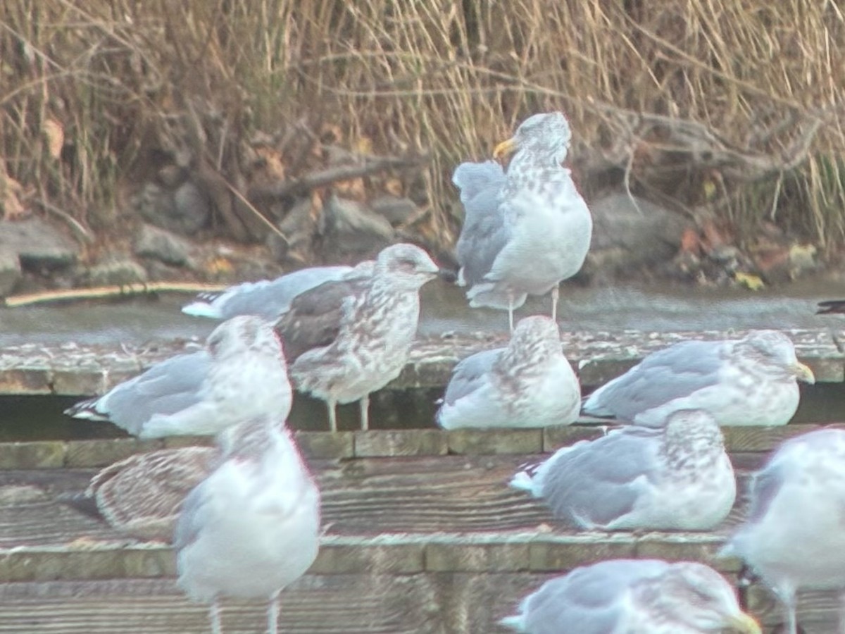 Lesser Black-backed Gull - ML644834090