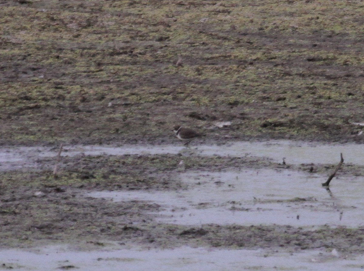 Semipalmated Plover - ML644834091
