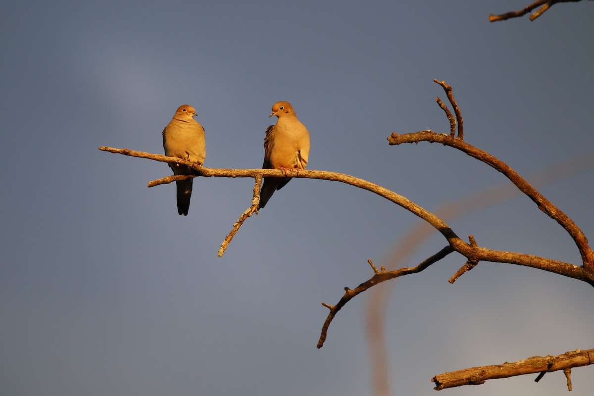 ナゲキバト - ML644834094