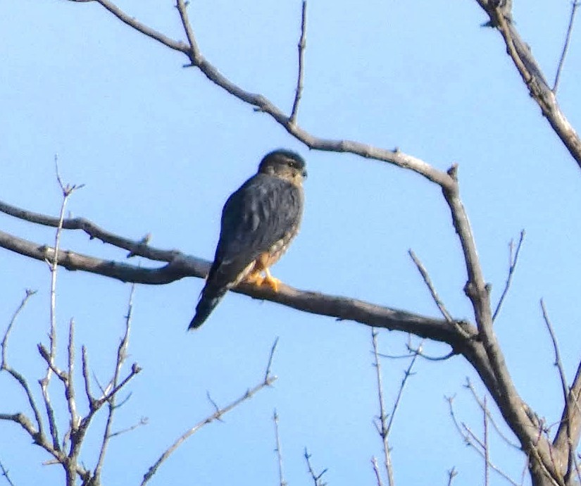 Merlin - ML644834122