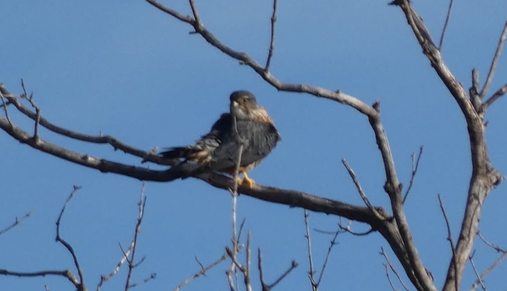 Merlin - ML644834123