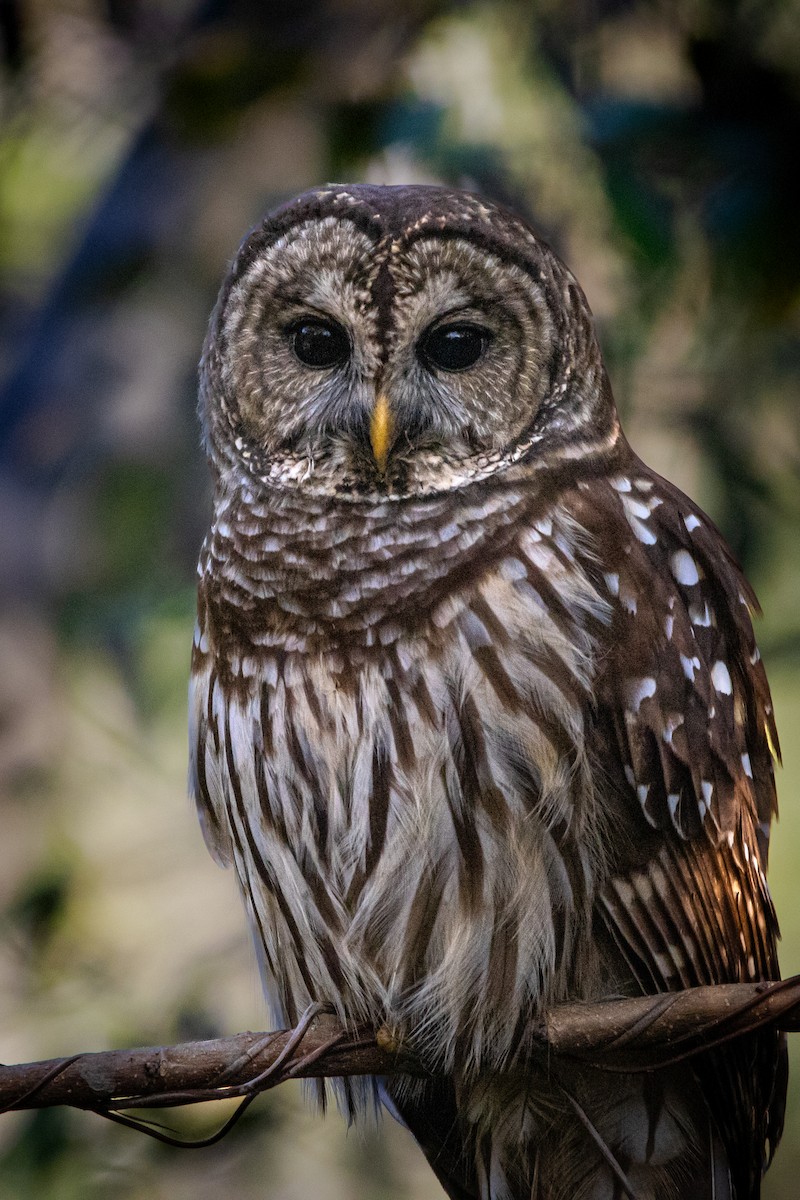 Barred Owl - ML644834130