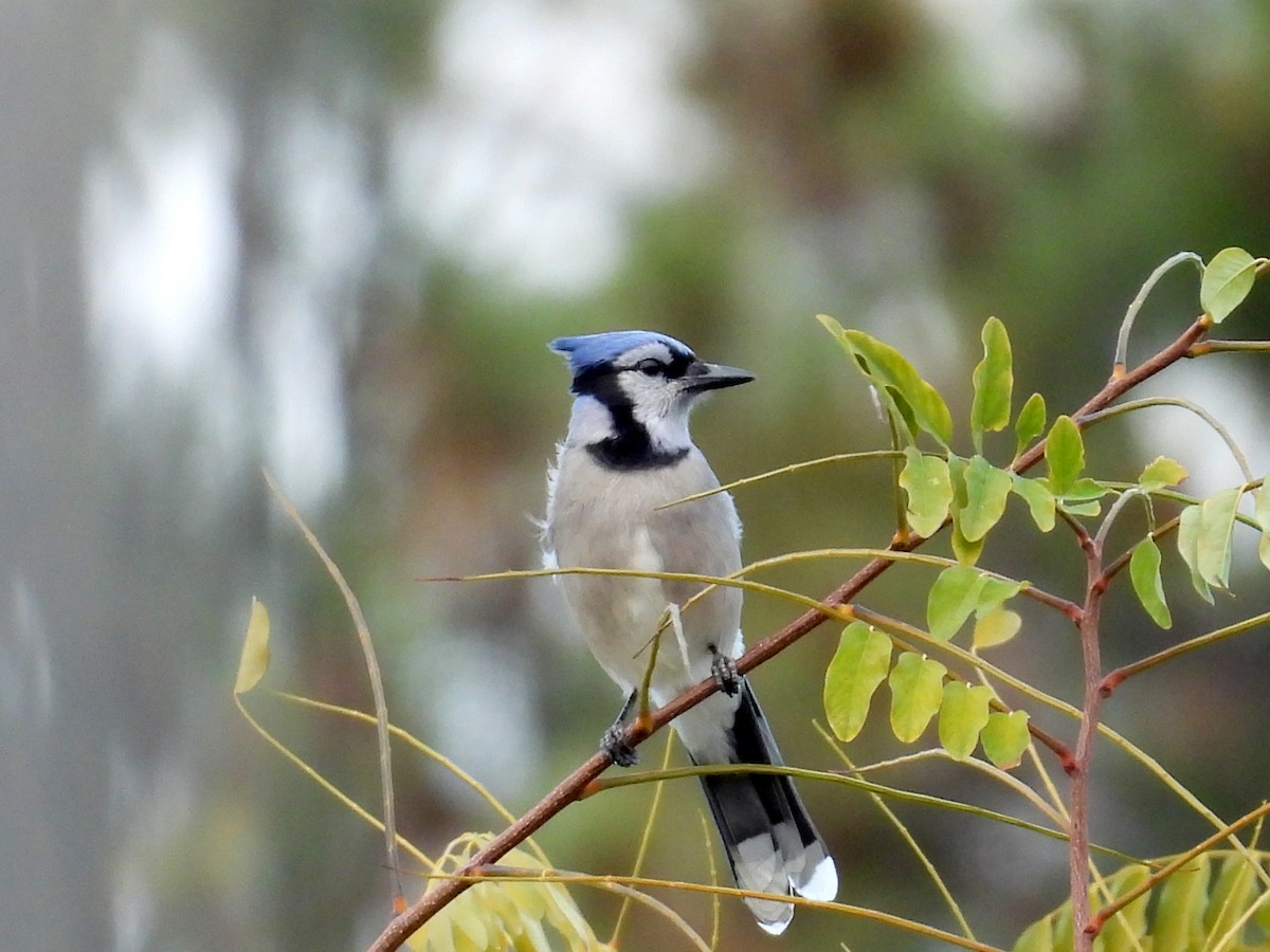 Blue Jay - ML644834135