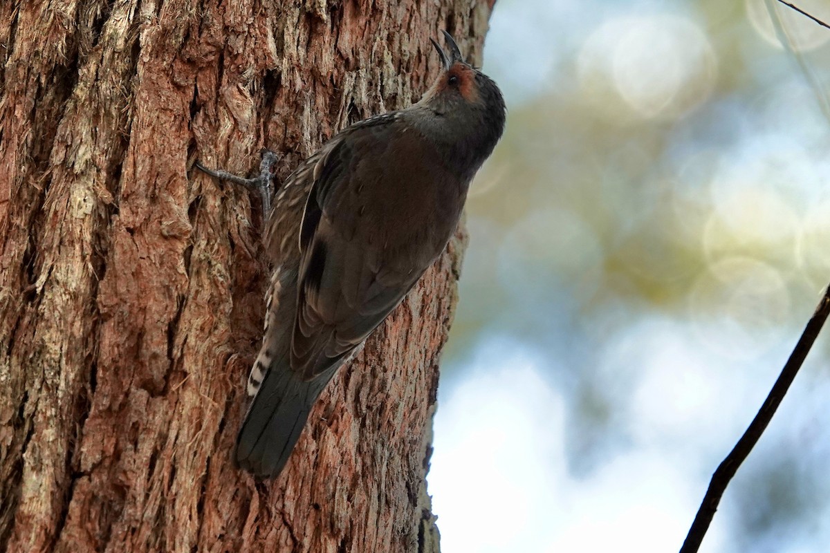 Échelet à sourcils roux - ML644834138