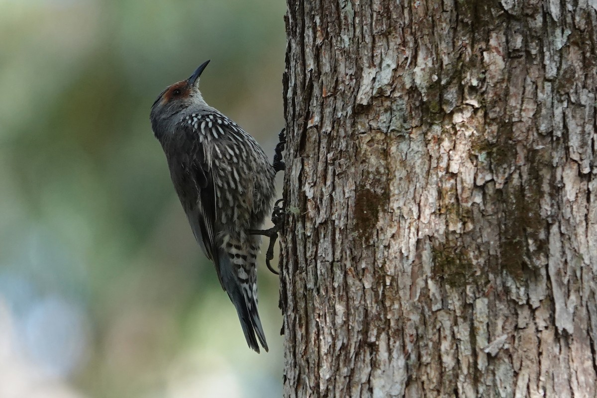 Échelet à sourcils roux - ML644834142