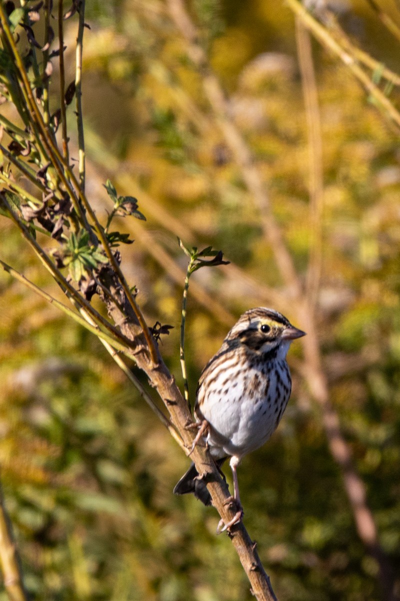 Savannah Sparrow - ML644834143