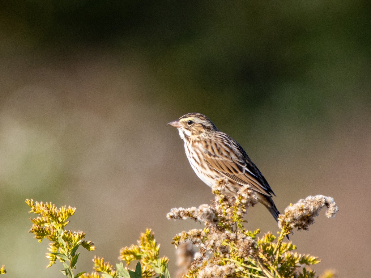 Savannah Sparrow - ML644834144