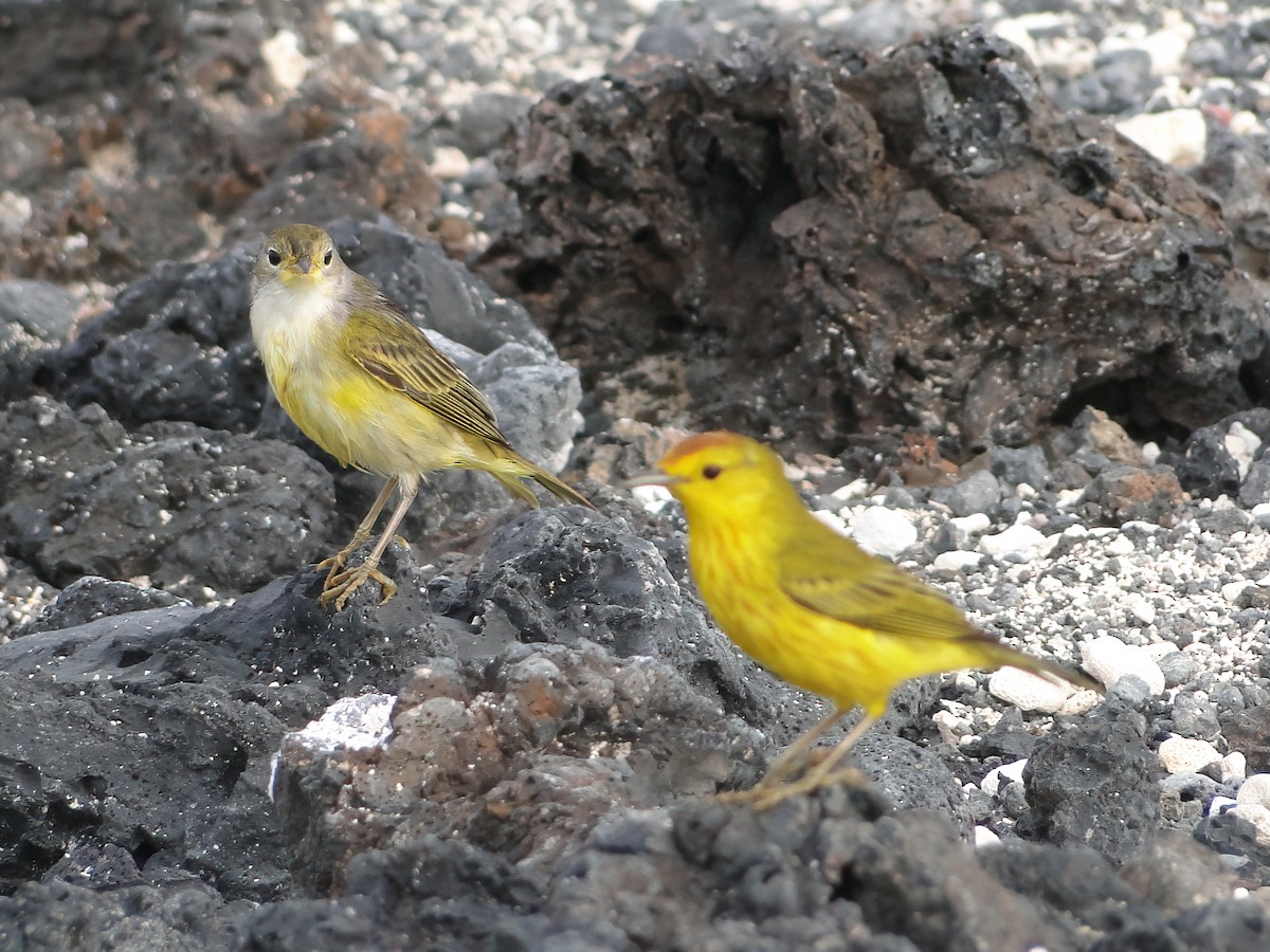 Mangrove Yellow Warbler - ML644834145