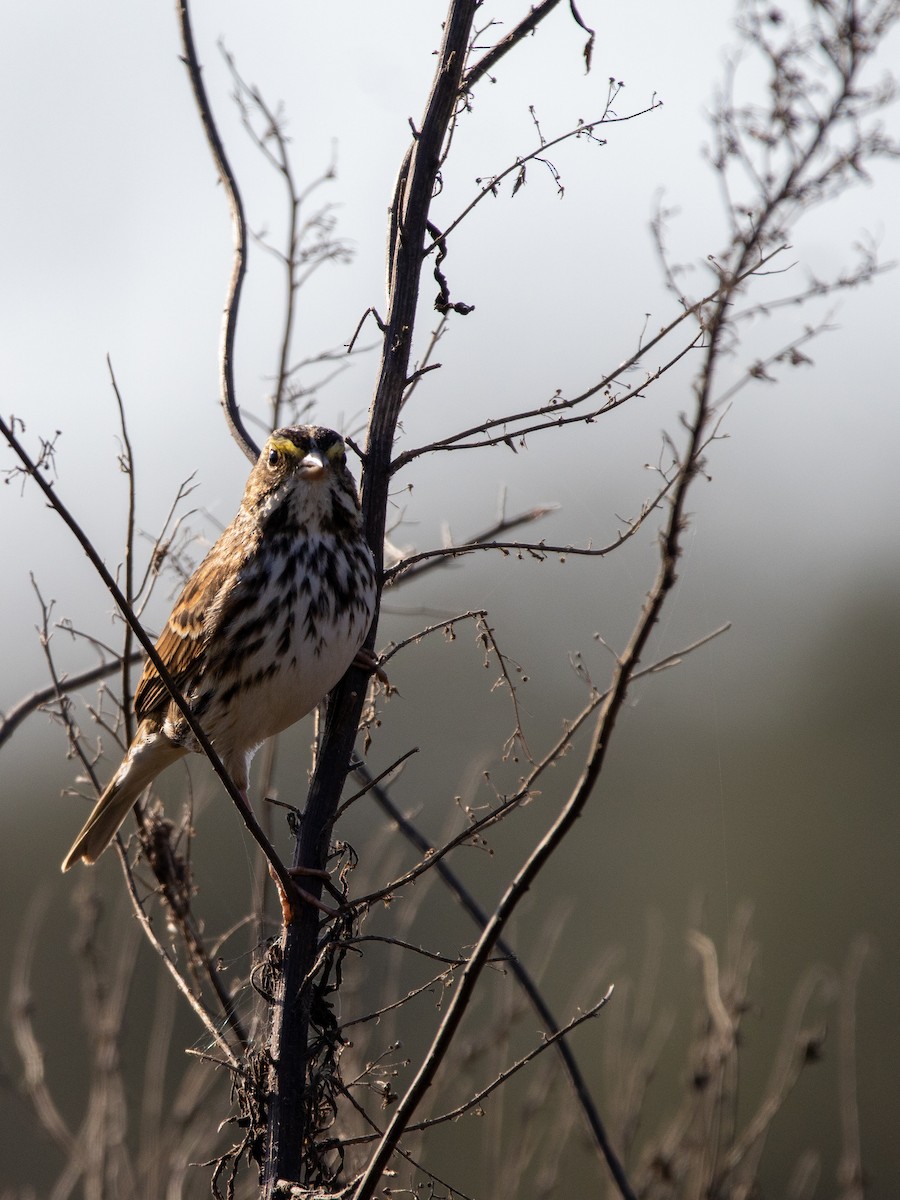 Savannah Sparrow - ML644834147