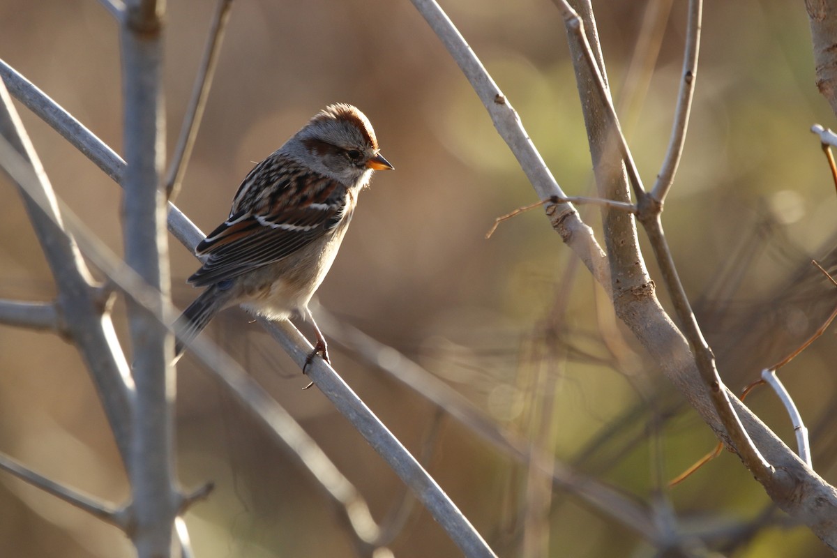 American Tree Sparrow - ML644834162