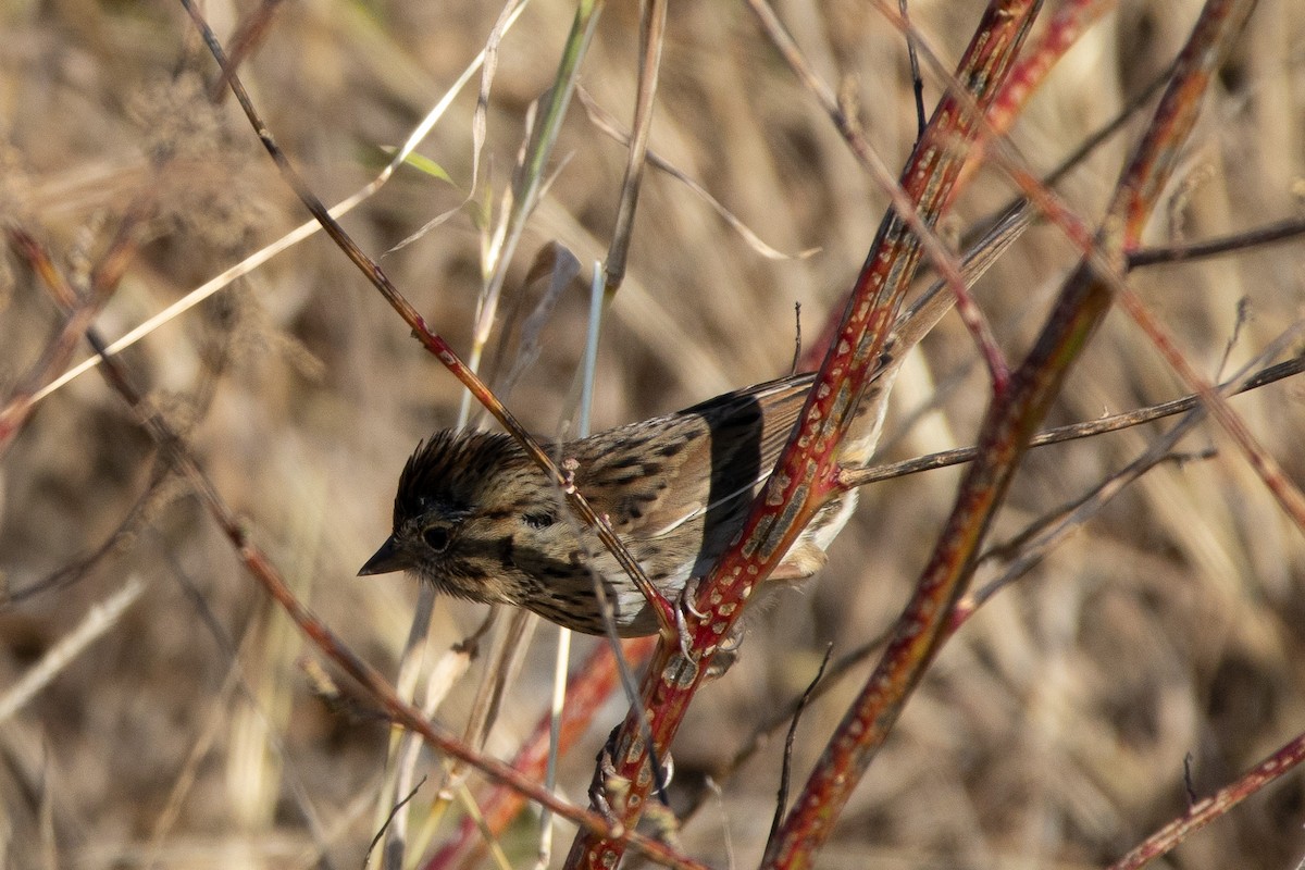 Lincoln's Sparrow - ML644834163