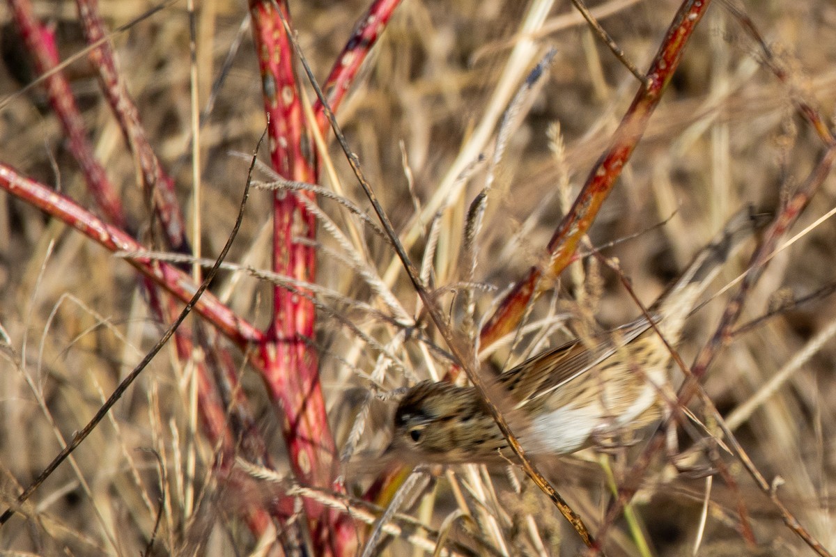 Lincoln's Sparrow - ML644834164