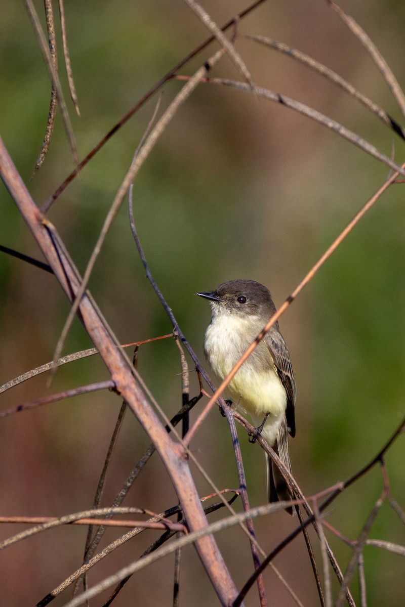 Eastern Phoebe - ML644834172
