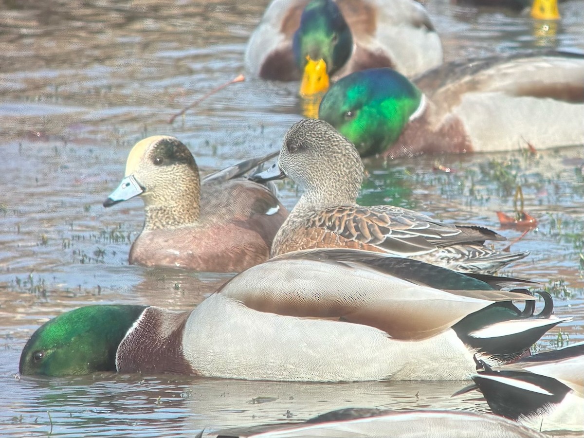 American Wigeon - ML644834177