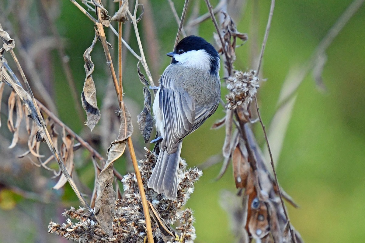 Carolina Chickadee - ML644834190