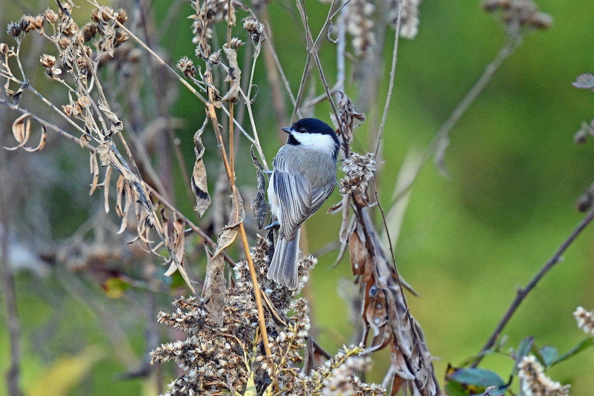 Carolina Chickadee - ML644834191