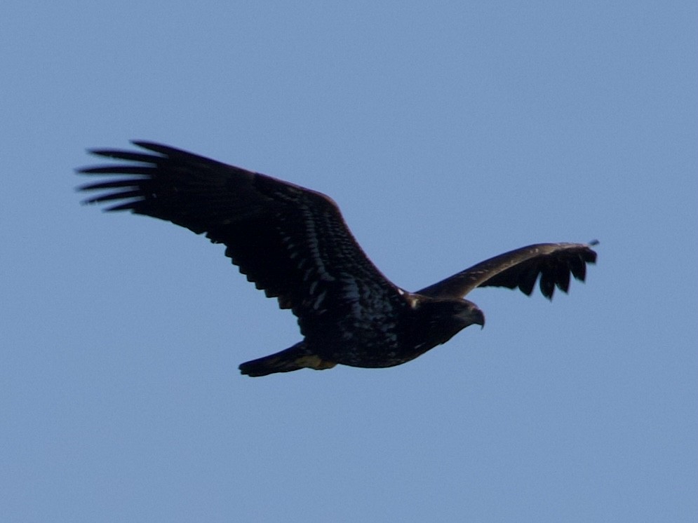 ハクトウワシ - ML644834194