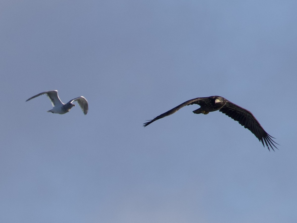 ハクトウワシ - ML644834195