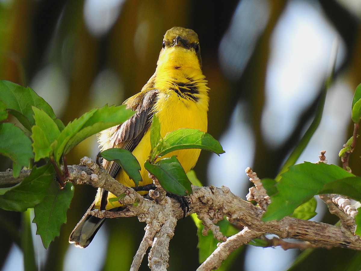 Sahul Sunbird - ML644834198