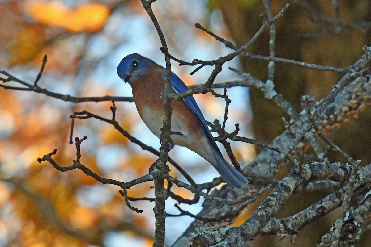 Блакитник східний - ML644834206