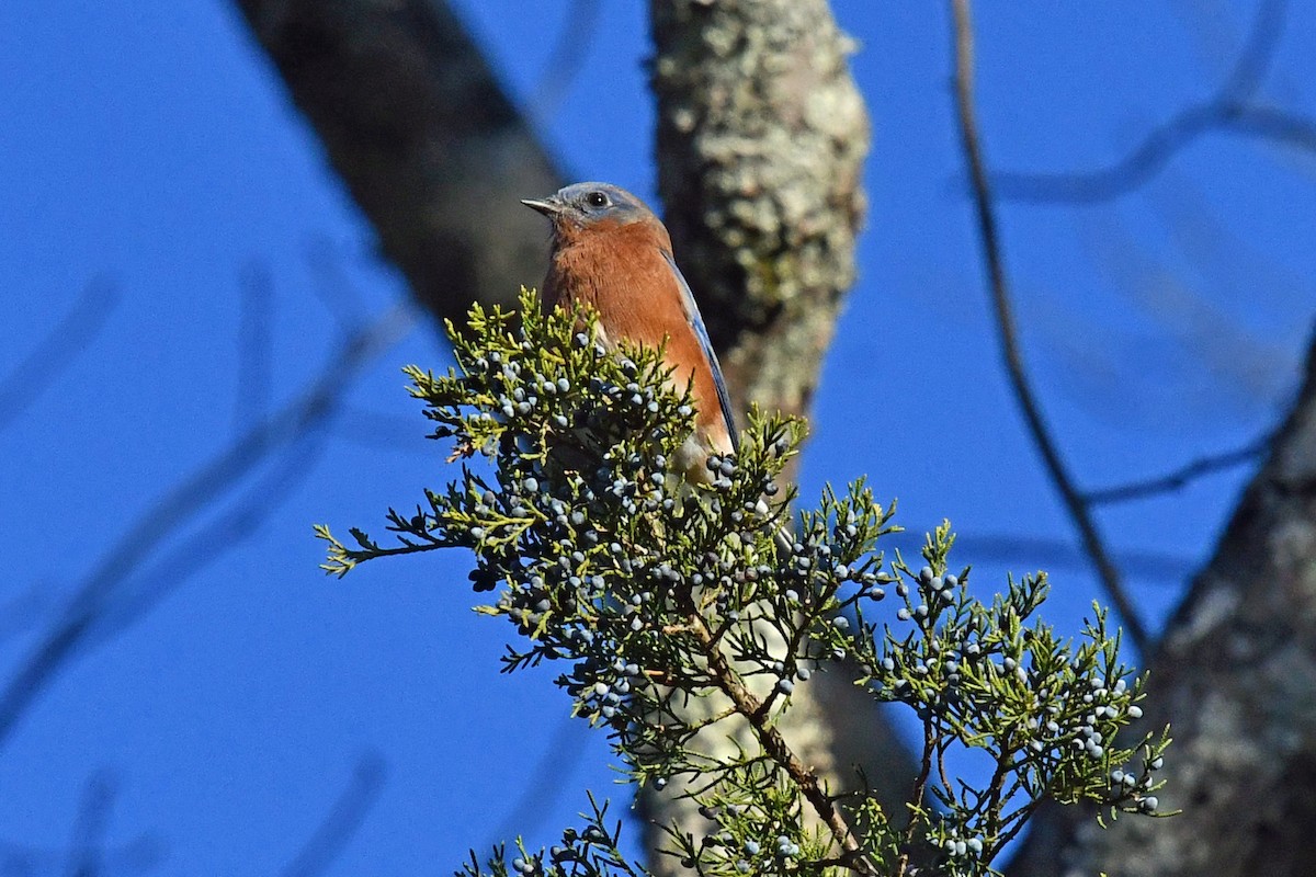 Блакитник східний - ML644834207