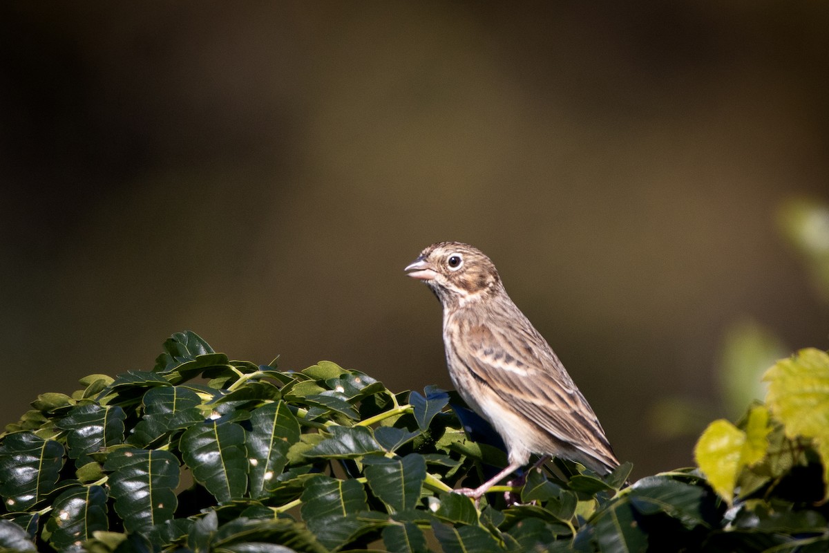 Vesper Sparrow - ML644834220