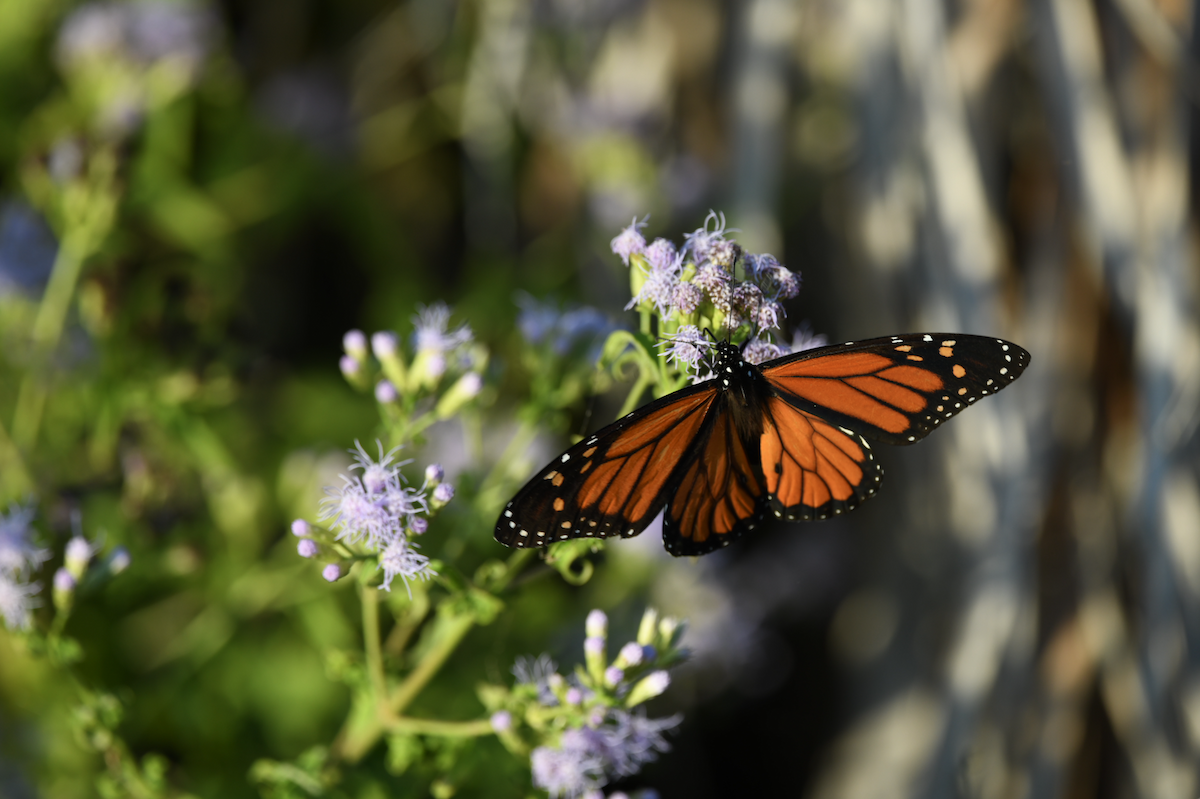 Animals - ML644834235