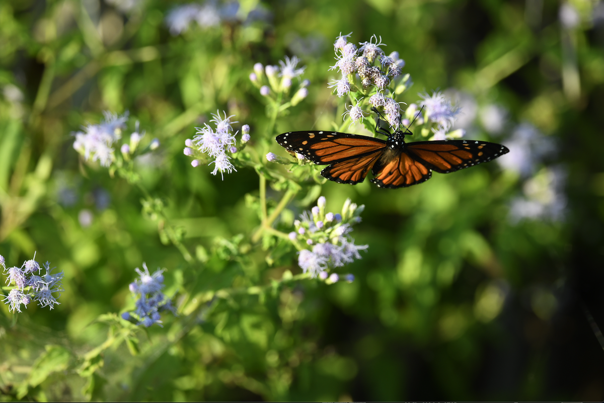 Animals - ML644834236