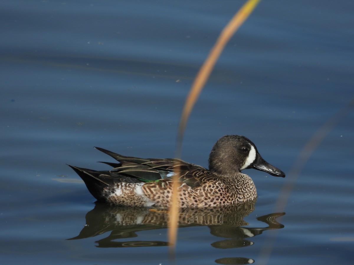 čírka modrokřídlá - ML644834237