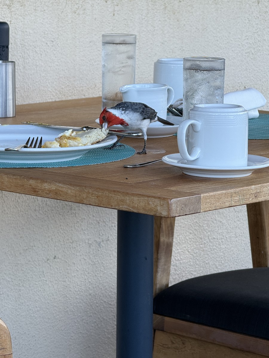 Red-crested Cardinal - ML644834240