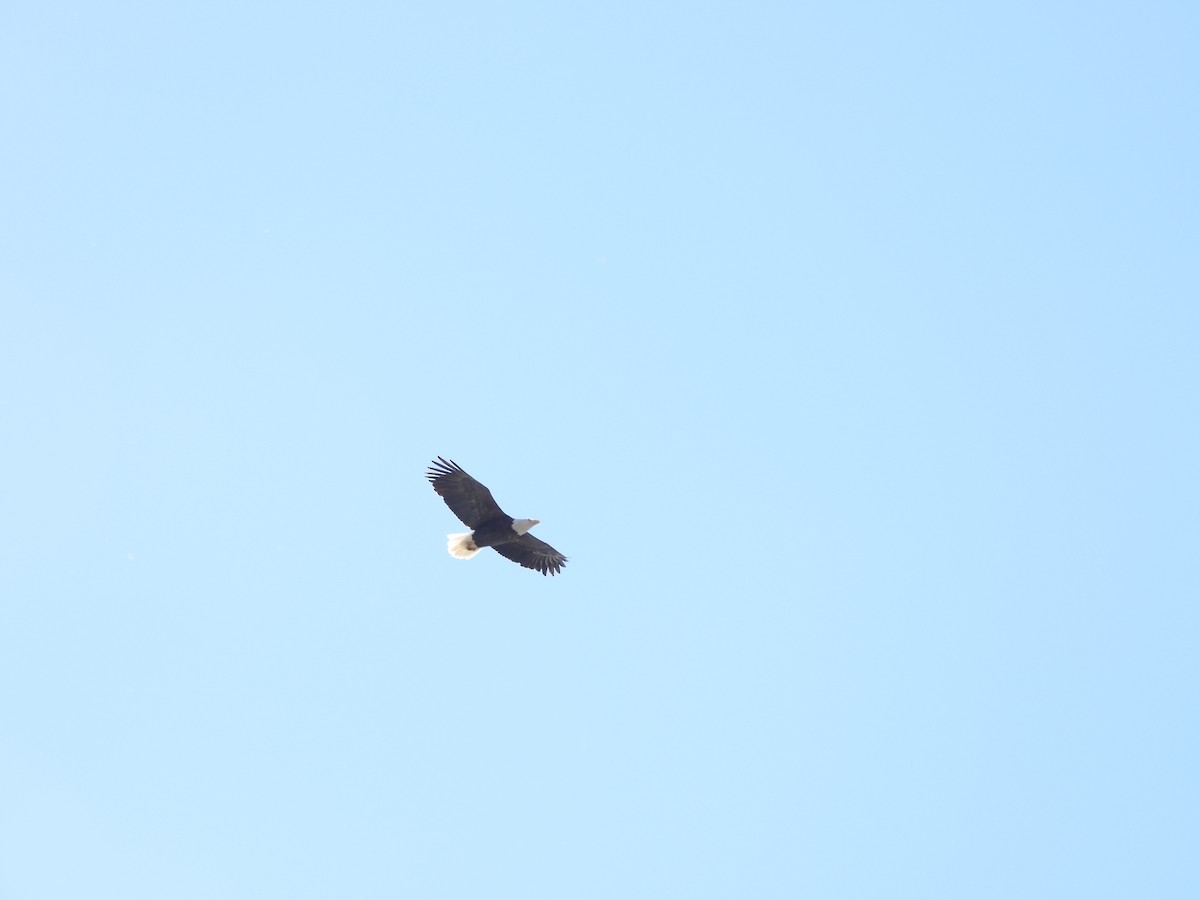 ハクトウワシ - ML644834241