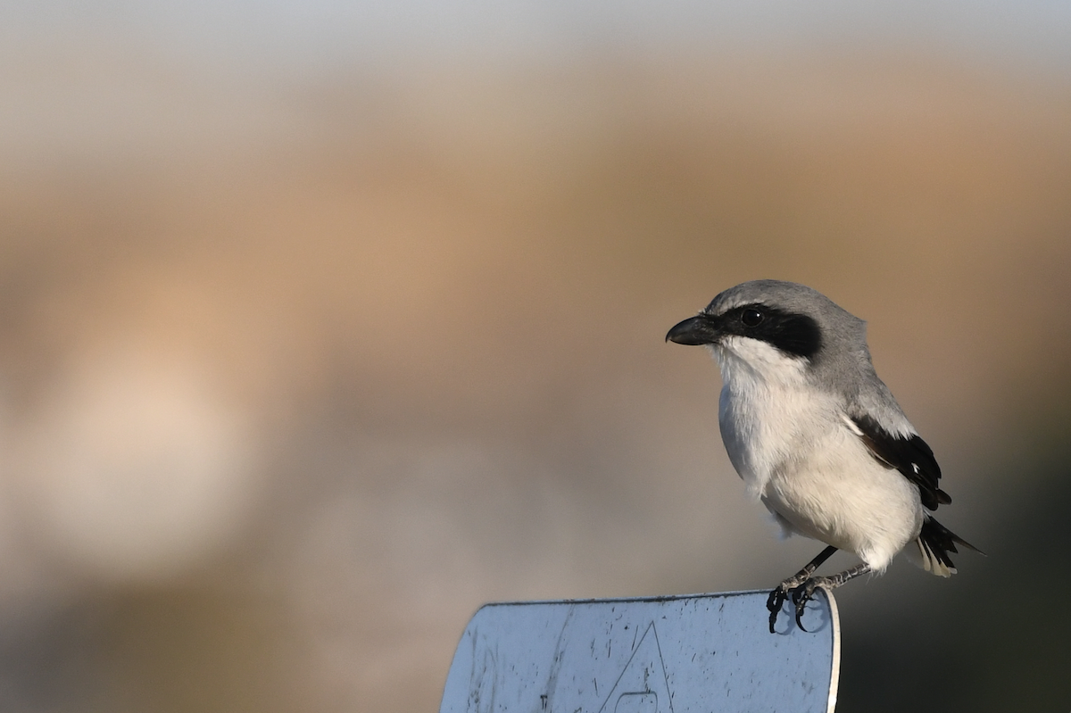 Loggerhead Shrike - ML644834243