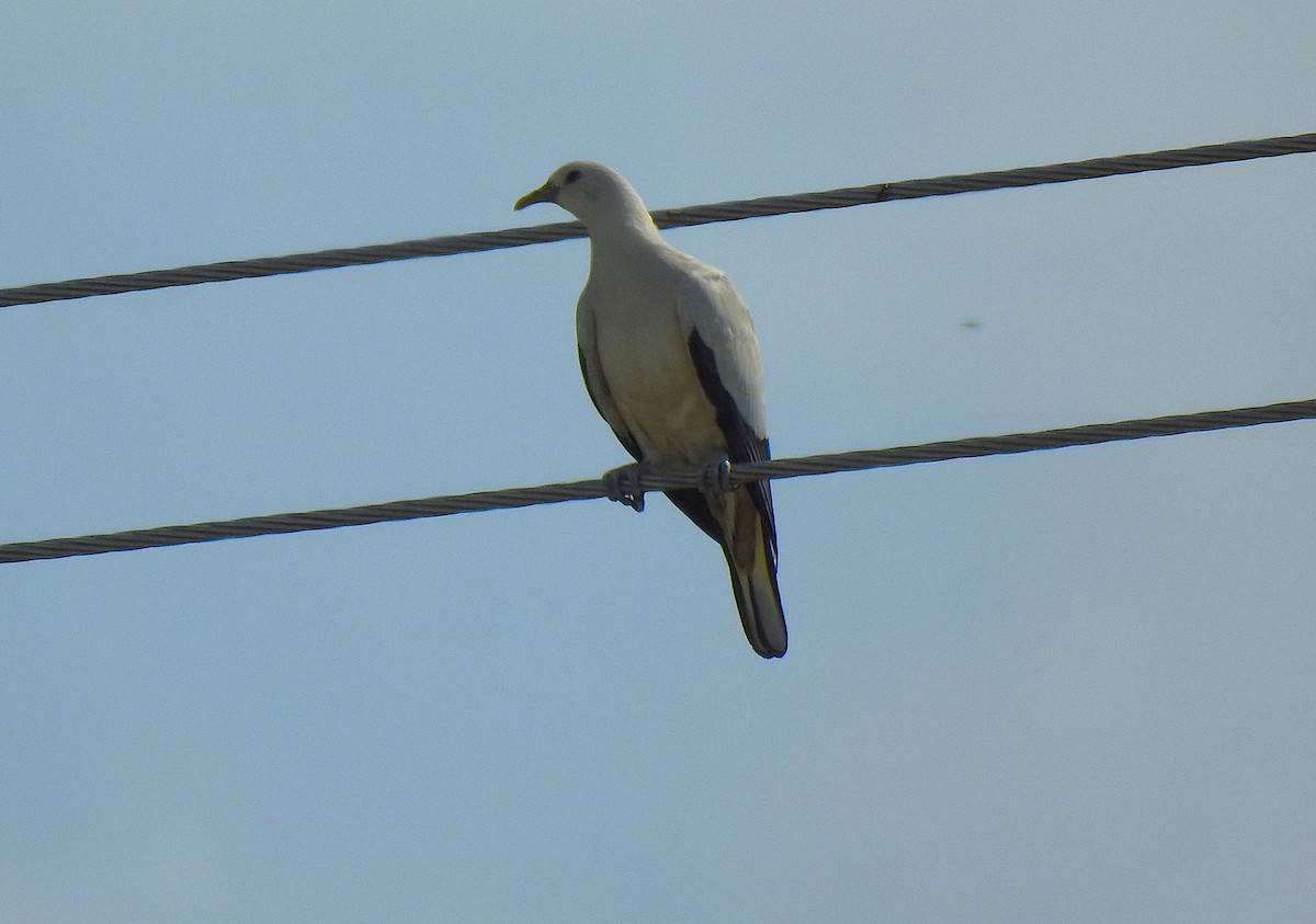 Torresian Imperial-Pigeon - ML644834244