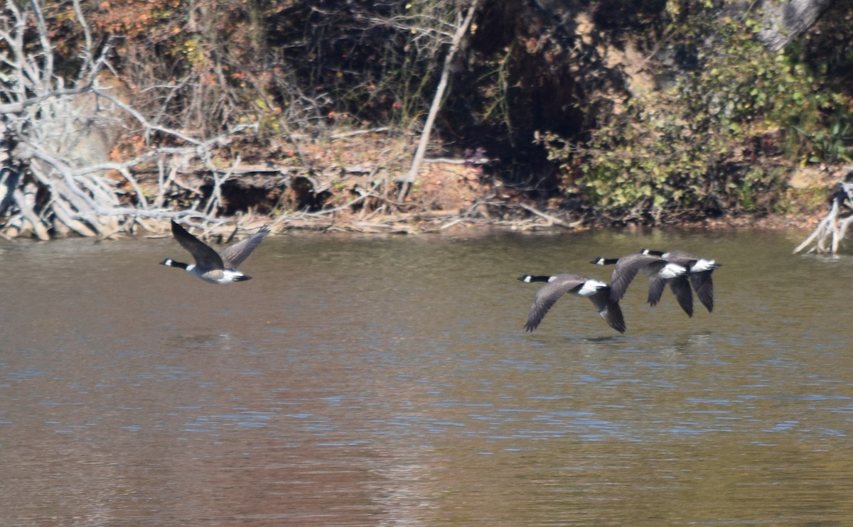 Canada Goose - ML644834248
