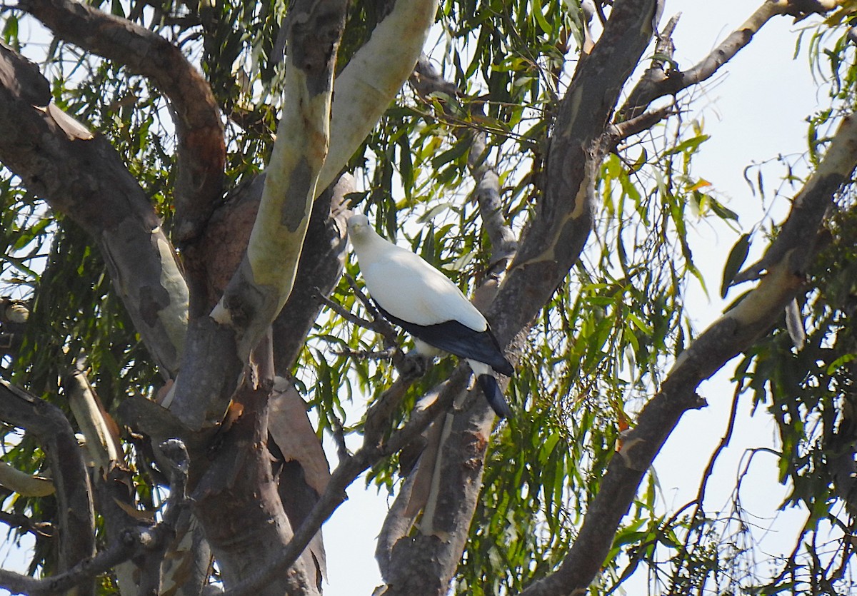Torresian Imperial-Pigeon - ML644834249
