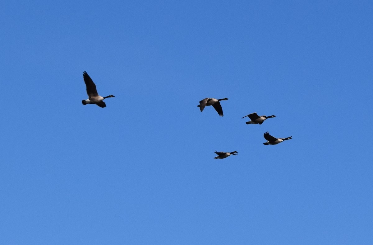 Canada Goose - ML644834251