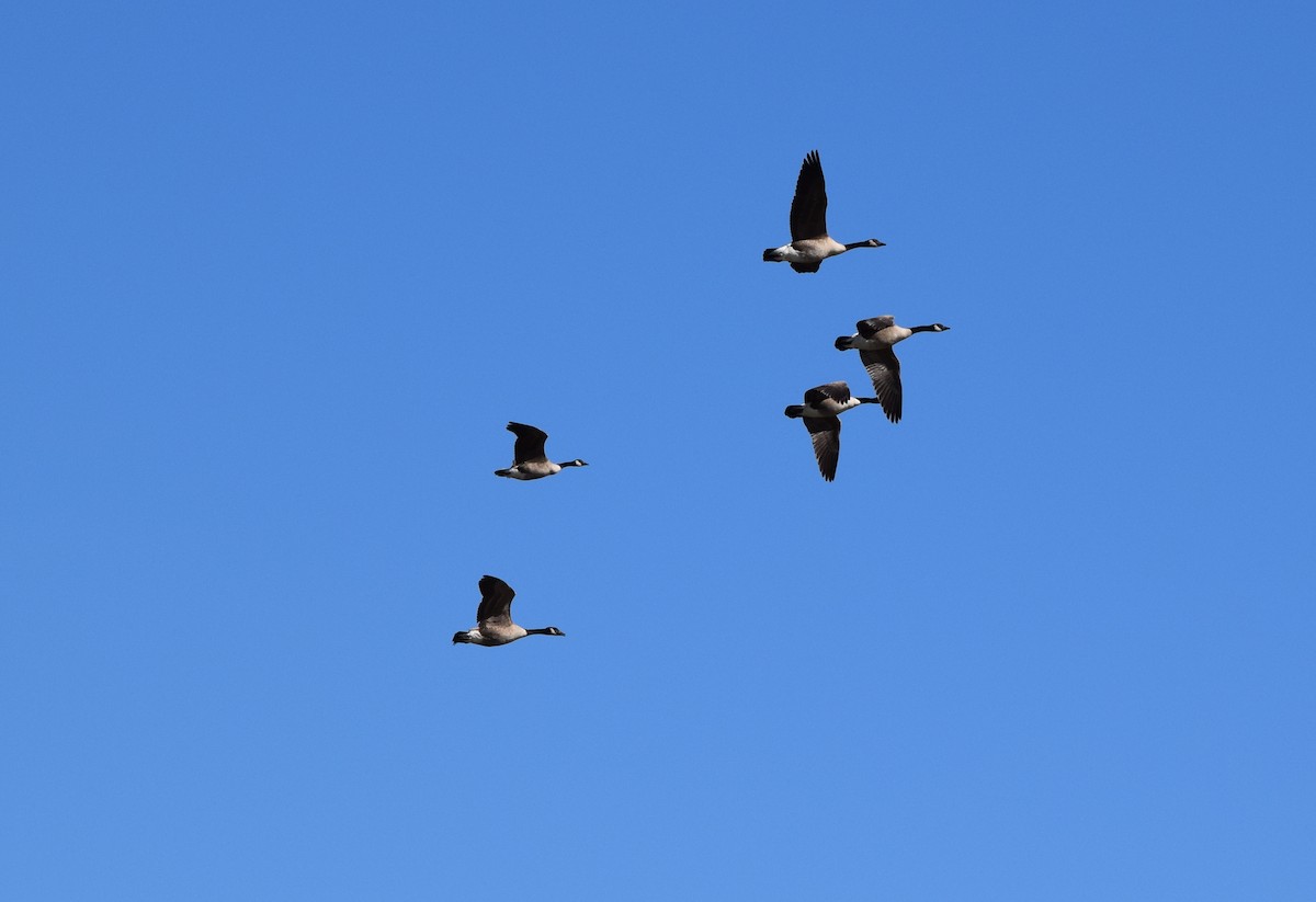 Canada Goose - ML644834254