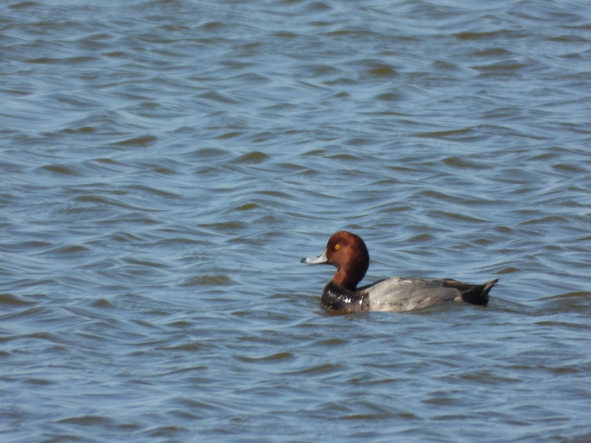 Redhead - ML644834257