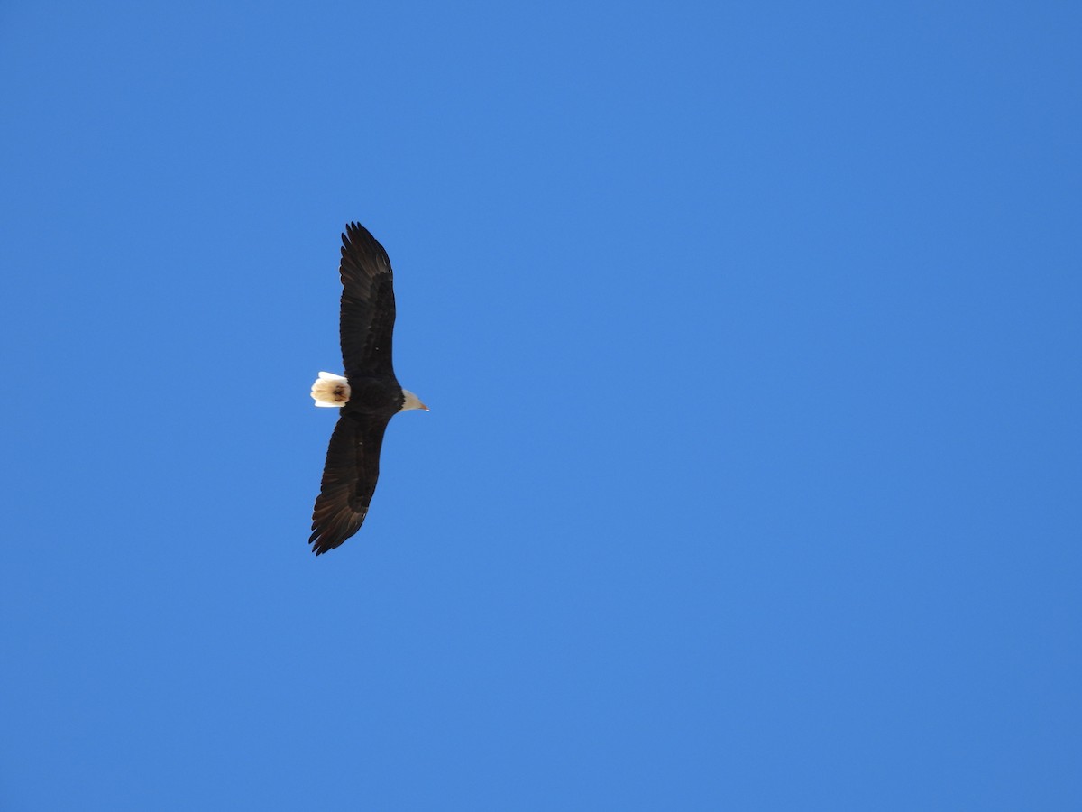 ハクトウワシ - ML644834259