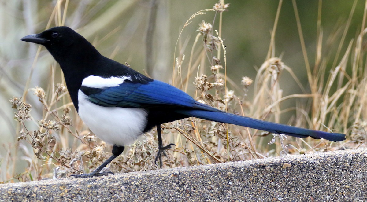 Black-billed Magpie - ML644834266