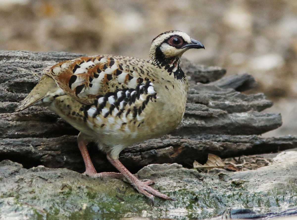 Bar-backed Partridge - ML644834275