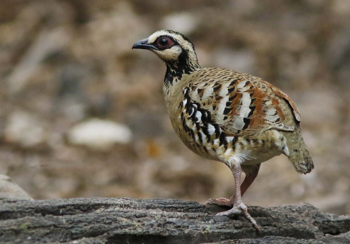 Bar-backed Partridge - ML644834276