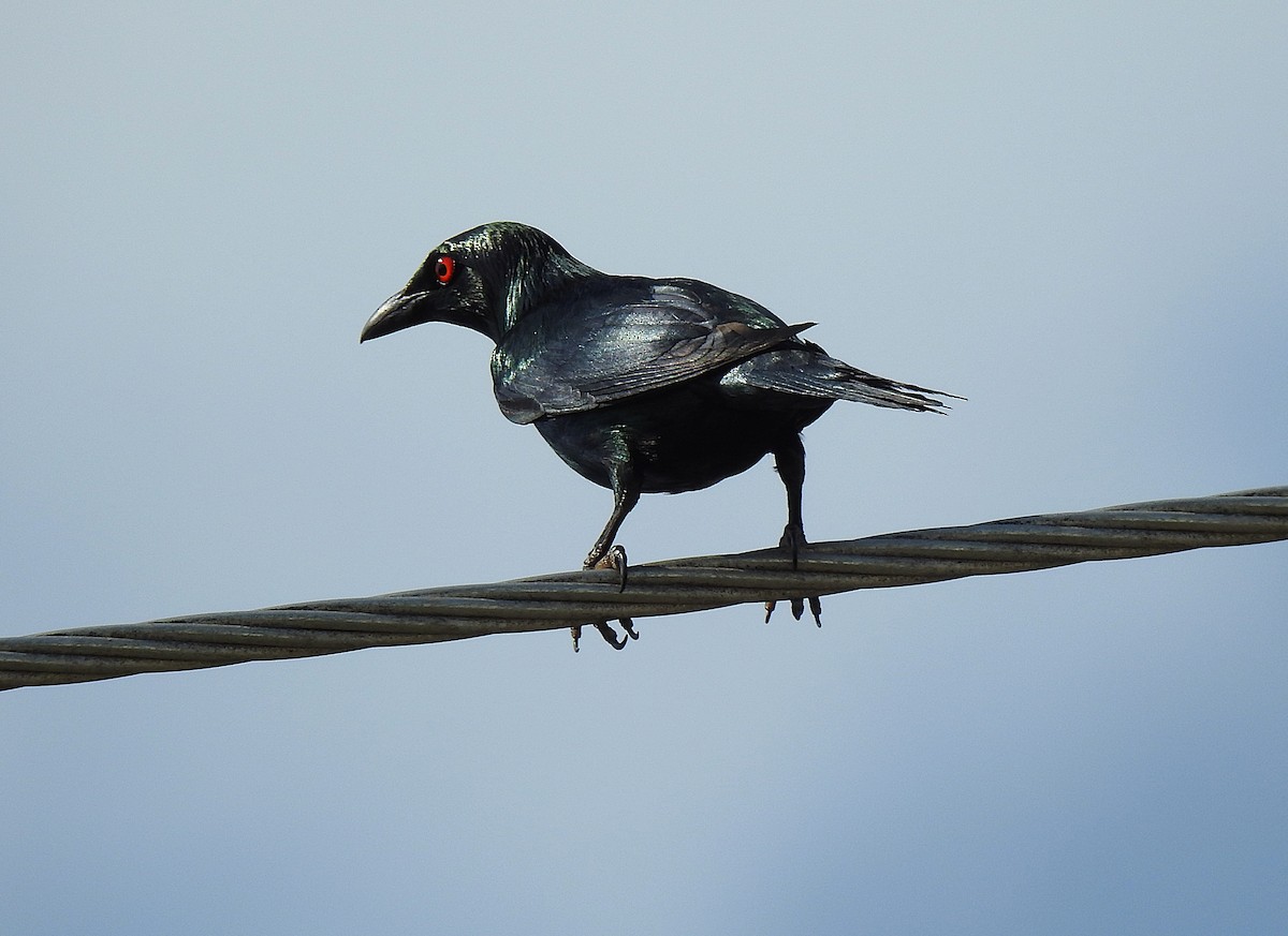 špaček lesklý - ML644834279