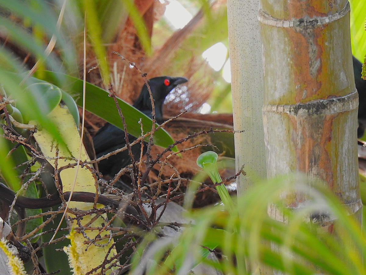 špaček lesklý - ML644834282