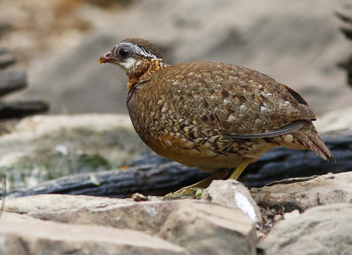 Scaly-breasted Partridge - ML644834300