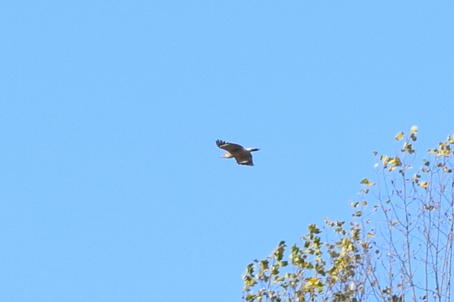 Carolinaspecht - ML644834301